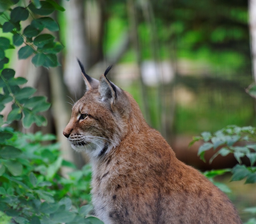 Lynx